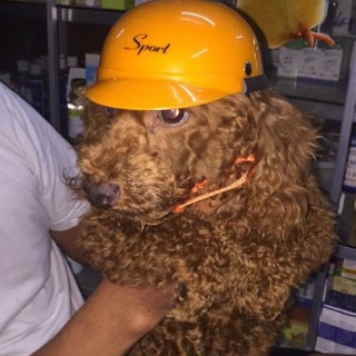 Nón bảo hiểm cho chó mèo