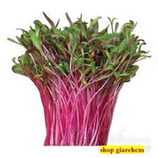 Hạt giống rau mầm đỏ