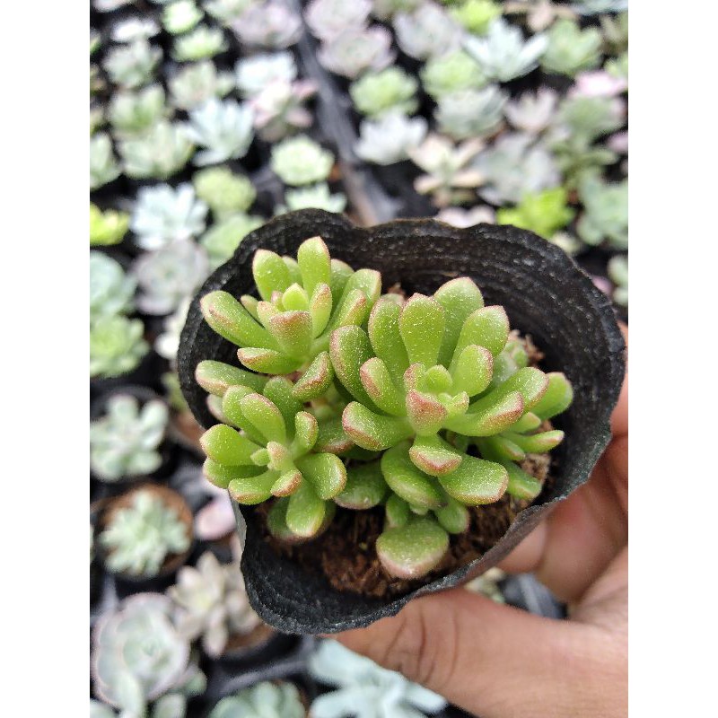 Sen đá sedum ruby