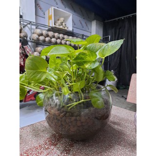 Đá nung, sỏi nhẹ trồng cây kiểng, sen đá 500g