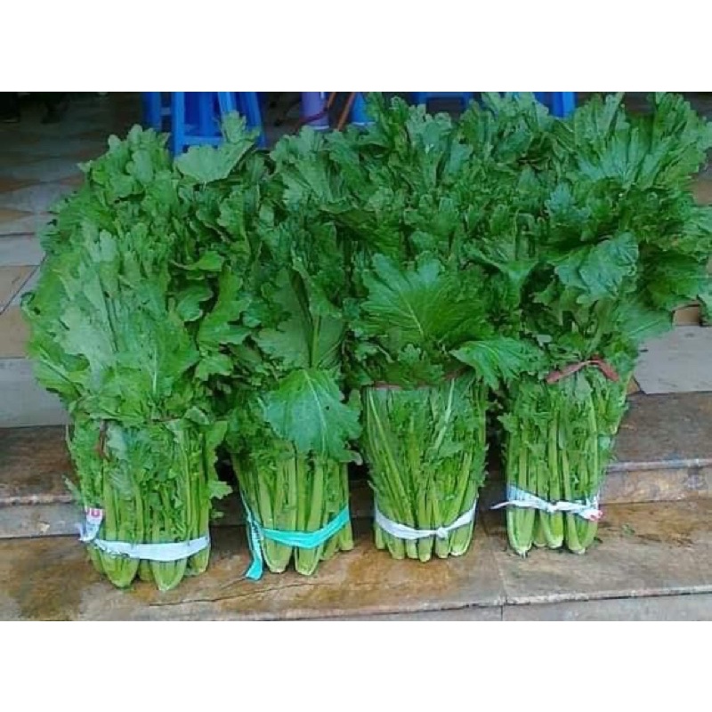 HẠT GIỐNG CẢI MÈO HÀ GIANG CAO SẢN 20gr