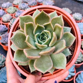 Sen đá Đế vương xám (chậu đại 15cm)