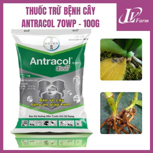 Thuốc Trừ Bệnh ANTRACOL 70WP -100g - Bổ Sung Kẽm, Bảo Vệ Cây Trồng, Hoa Lan