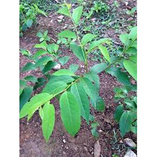 CÂY GIỐNG XOAN ĐÀO (CÂY GIỐNG DÂU DA XOAN)