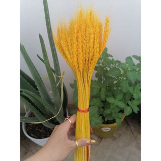 Bó bông lúa vàng tài lộc phong thủy (100 cây, 50cm)