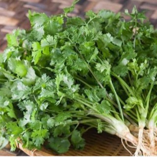 hạt giống rau mùi ta