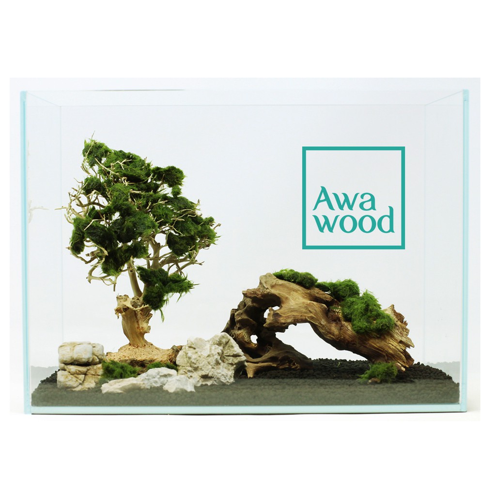 Lũa Bonsai Tự Nhiên - Xưởng Awawood