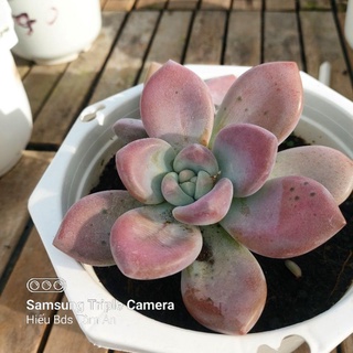 Sen đá hồng mập size 20cm