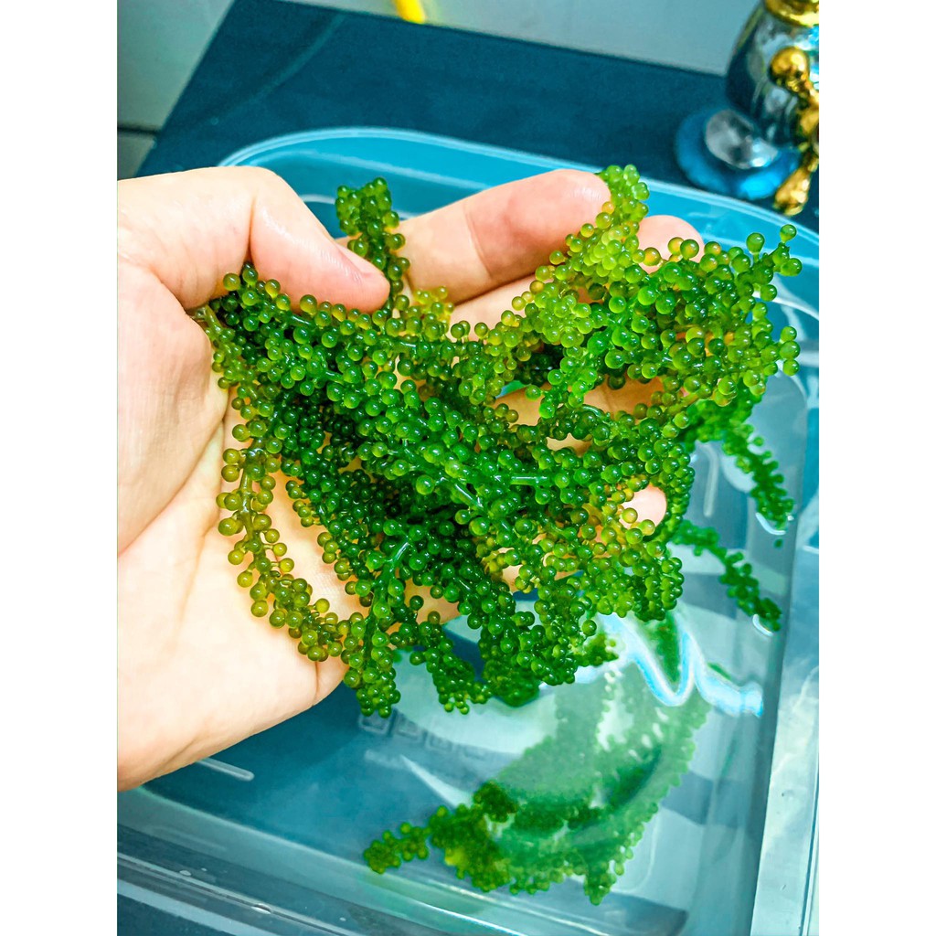 Rong nho tách nước Khánh Hòa Công nghệ tách nước từ rong nho tươi tiêu chuẩn Nhật Bản SÀI GÒN ĐẶC SẢN