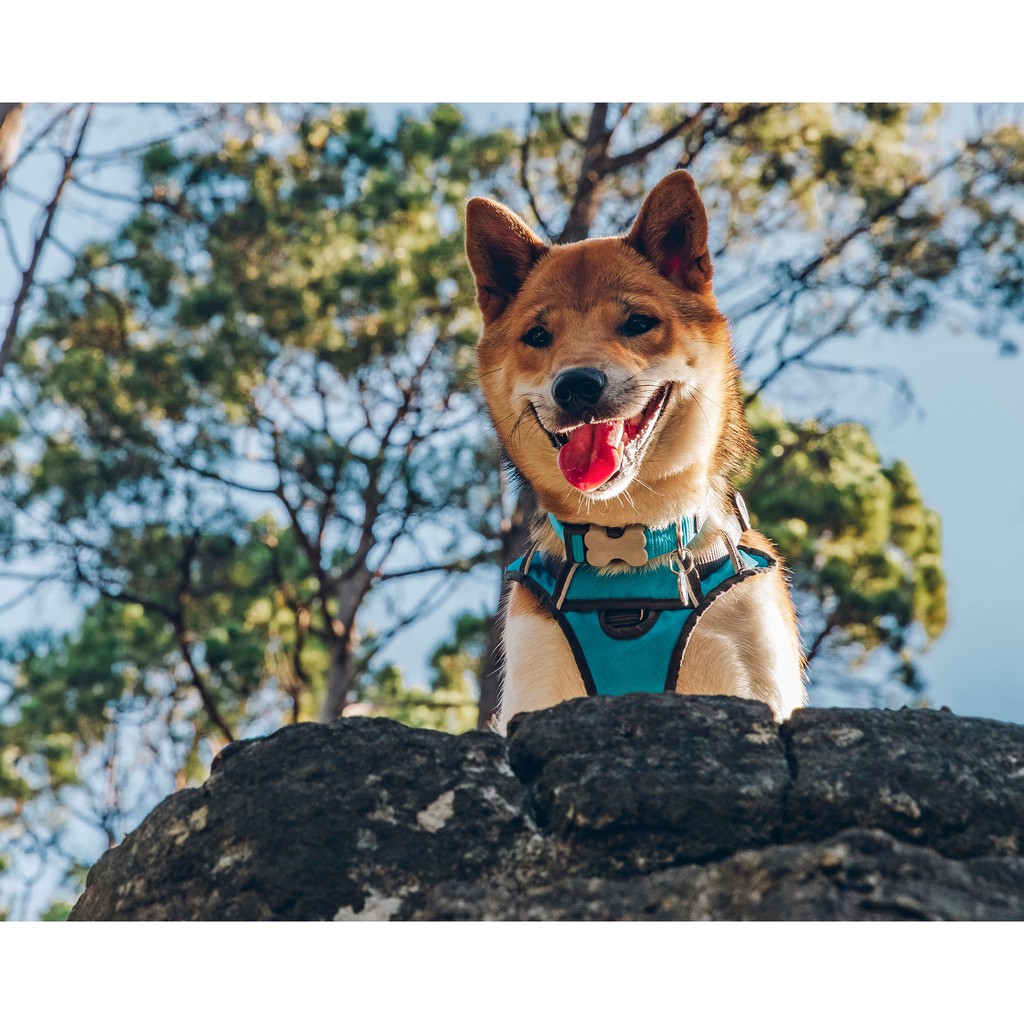 Red Dingo Vòng cổ cổ điển cho cún