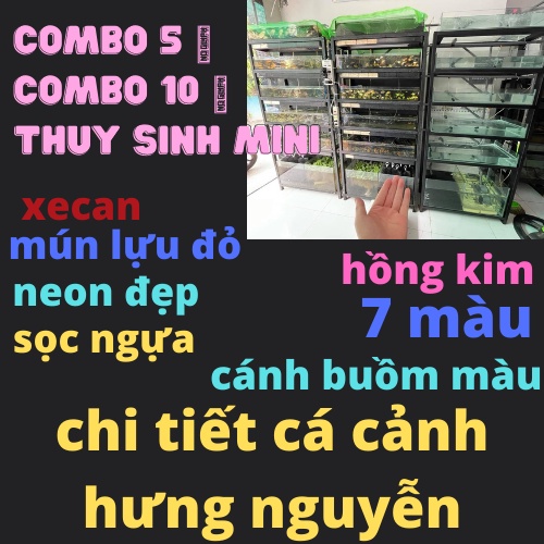 COMBO 5 TỚI 10 THỦY SINH MINI  | THỨC ĂN CHO CÁ CON