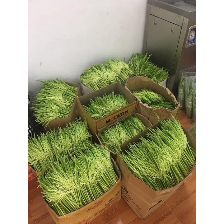 Đòng Đòng Nếp Hút Chân Không 1kg