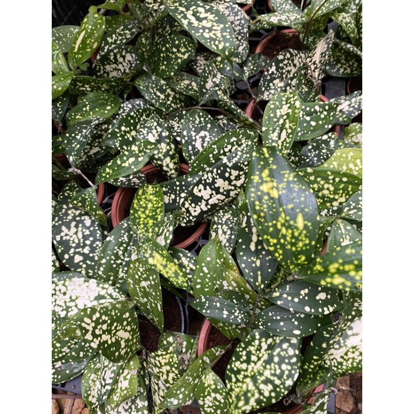 Chậu cứng Aucuba japonica - Nguyệt quế đốm
