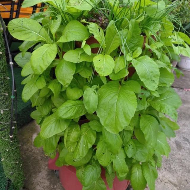 Tháp rau hữu cơ Organic Tower