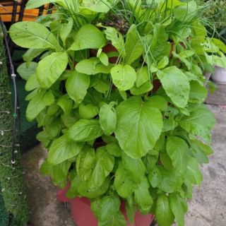 Tháp rau hữu cơ Organic Tower