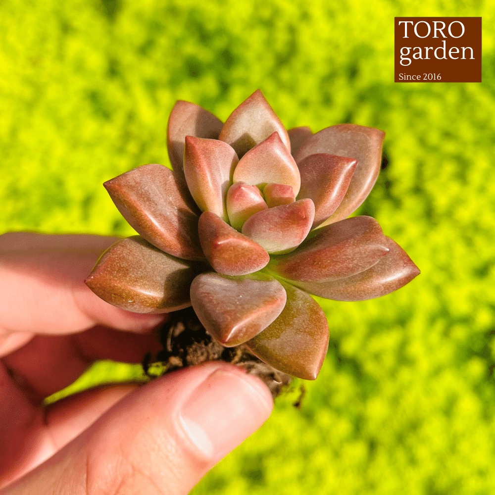 Sen đá đá nâu Đà Lạt size mini cây cảnh trang trí nhà cửa Toro garden