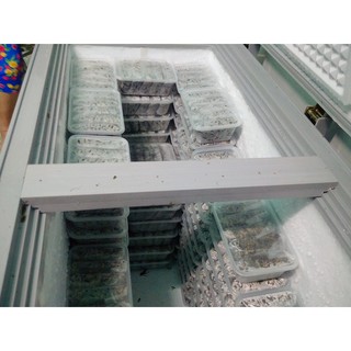 Ổ Trứng Dế Thái