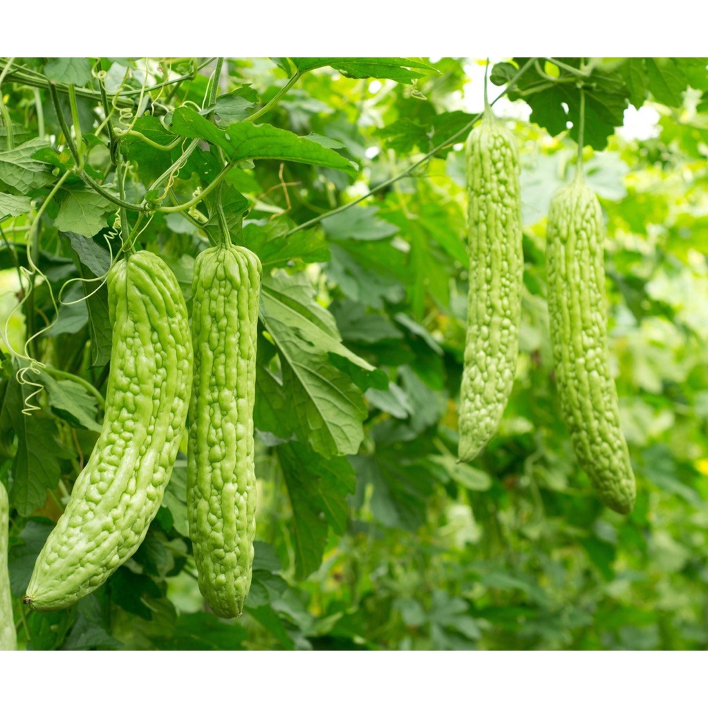 Bột khổ qua rừng nguyên chất vàng thơm 100gr