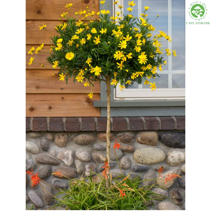 Cây cúc thân gỗ- cúc trường thọ một giống cúc quý trong bộ tứ quý cao 40 cm ..