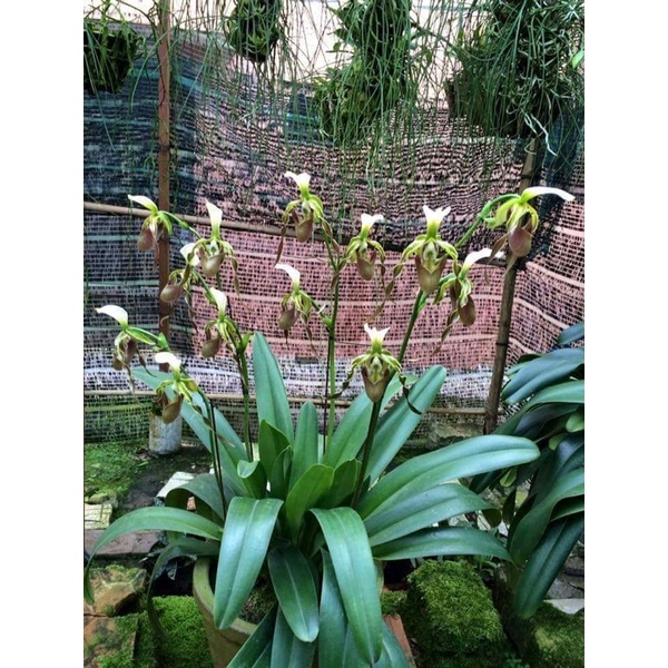 LAN HÀI RÂU TRỒNG THUẦN CHẬU