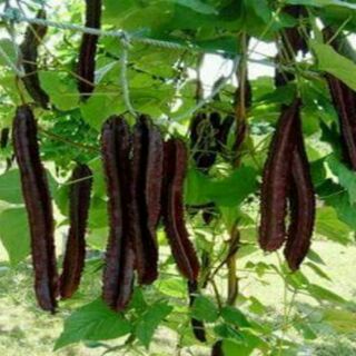 Đậu rồng tím thái lan