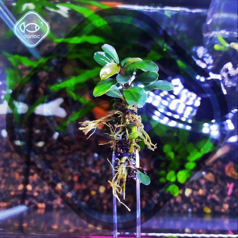 - trồng Bucep, Ráy Nana Pite - Darlac's Aquaria