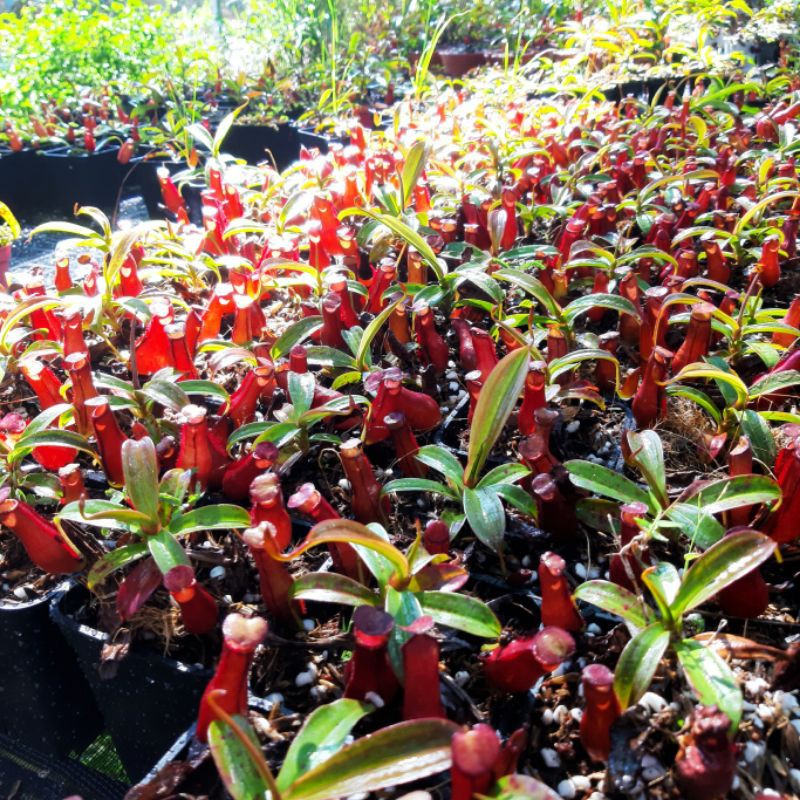 Cây bắt mồi, Cây nắp ấm N. mirabilis x gracillis