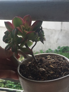 Chậu gốm sứ Nhật mini