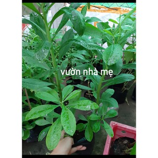 Cây sâm đất ( thổ sâm )