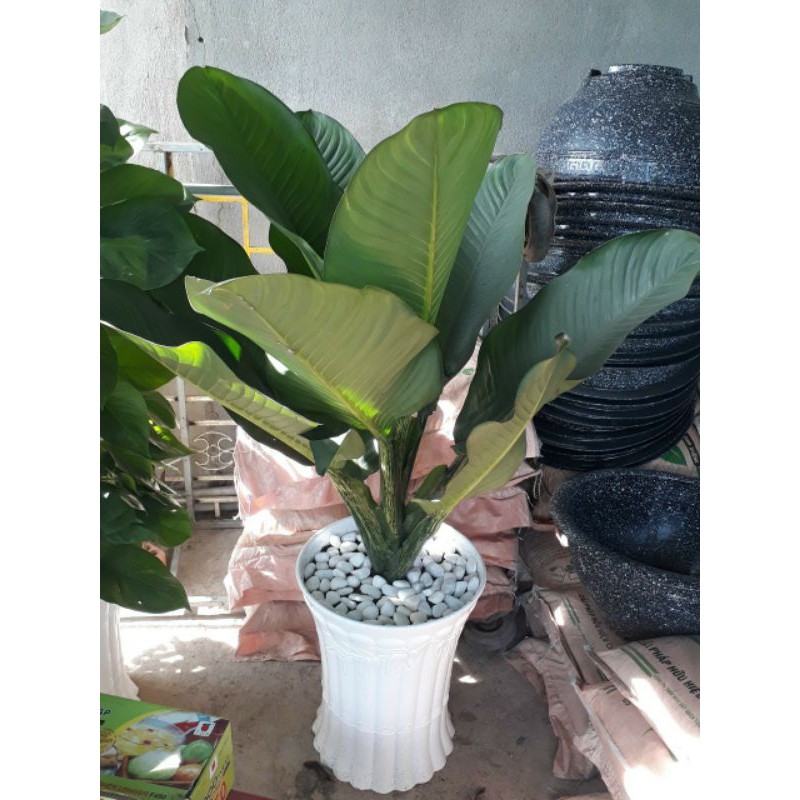 Cây Đại Phú Gia....