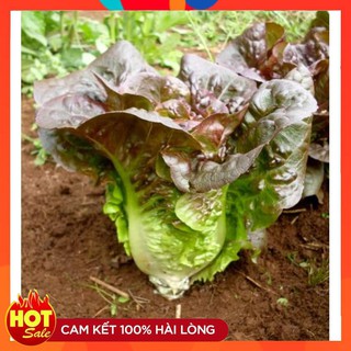 COMBO 2 gói hạt giống xà lách ROMAIN đỏ TẶNG 1 phân bón