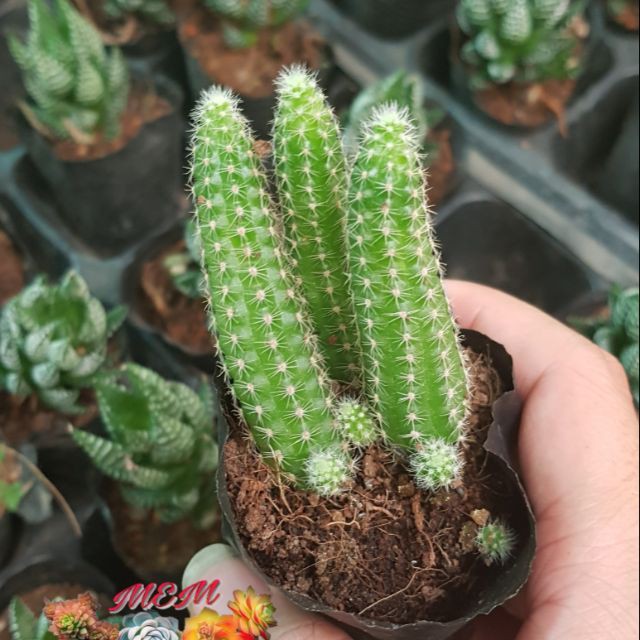 xương rồng Xương rồng sâu
