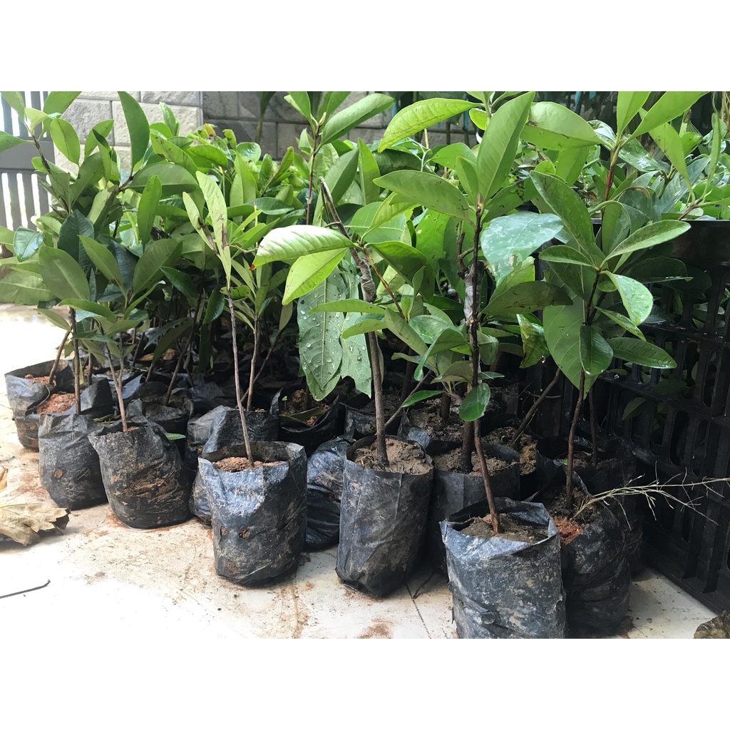 Cây giống Cherry Brazil nhiệt đới Cherry anh đào chiều cao 50cm - 80cm dễ trồng dễ chăm sóc thích hợp khí hậu Việt Nam