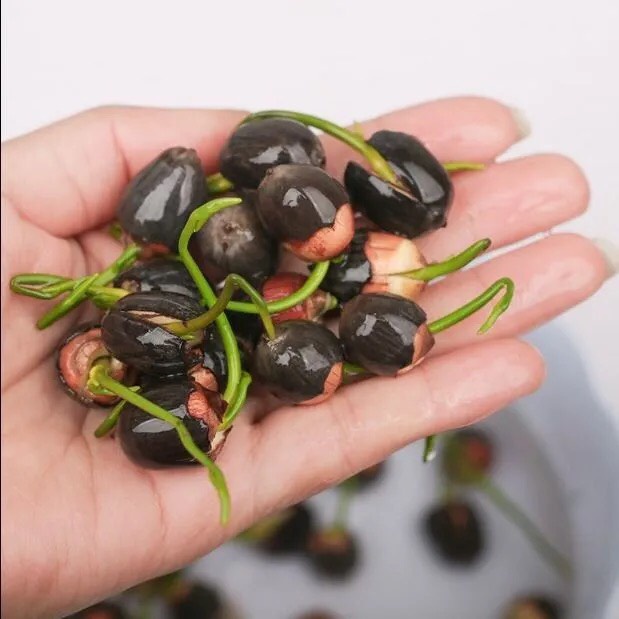 Combo mix 20 hạt giống sen mini tiểu cảnh  - tặng kèm hạt tinh thể và kích rễ Seed Land