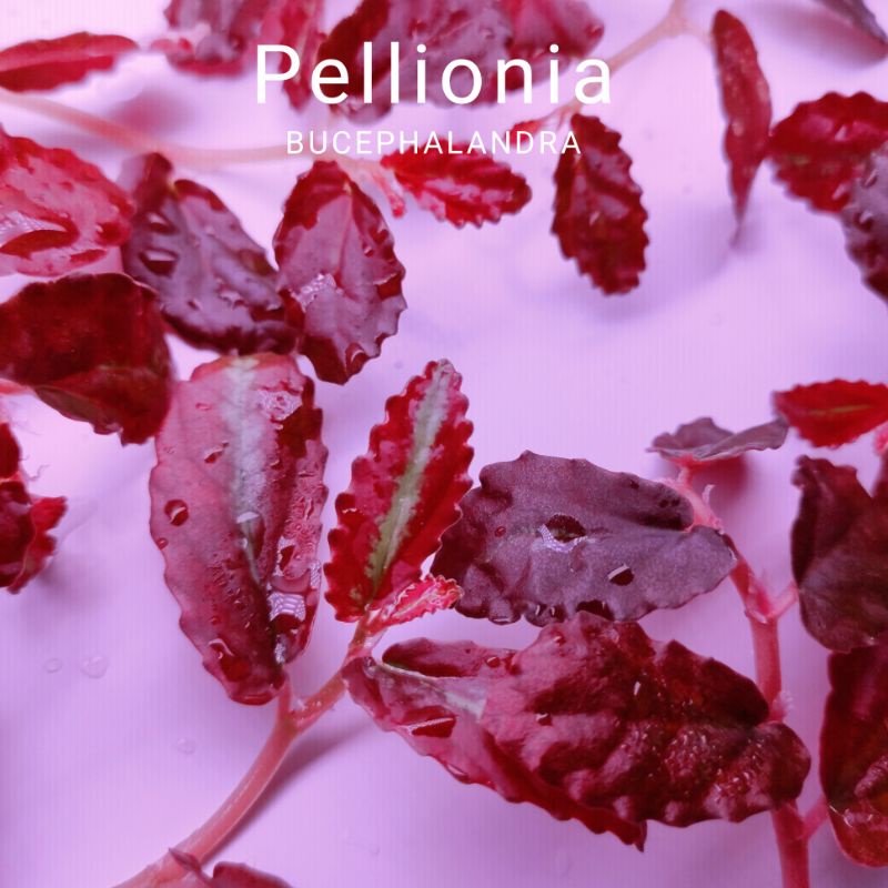 Cây bán cạn | Pellionia Repens | Hàng chưa lên màu | Hàng ngọn