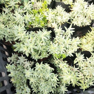 Sen đá cỏ trắng (cỏ may mắn)