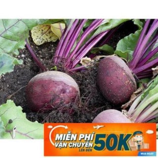 2g Hạt giống Củ Dền Đỏ (tặng gói kích nẩy mầm và hướng dẫn) LuckyseadTG