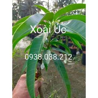 CÂY XOÀI ÚC TRÁI TO , ĐẸP