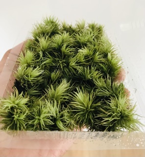 Rêu Giganteum ( hộp 10cm x15cm)