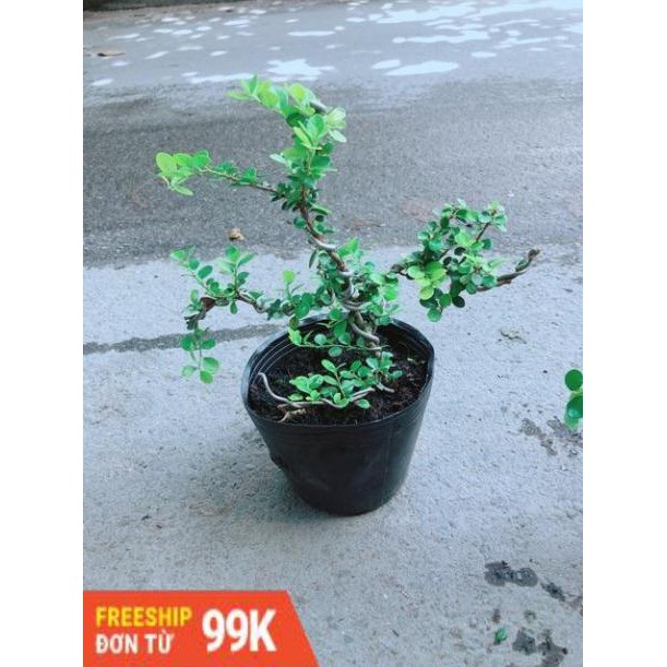 Linh Sam Núi Bonsai