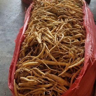 Sâm dây Ngọc Linh ( hàng nhỏ/sâm xô) 160k/kg