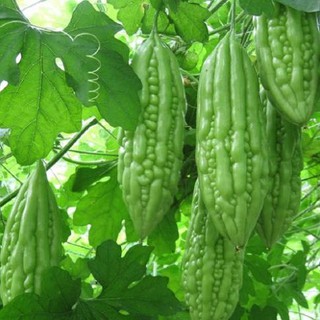 Hạt khổ qua Tiểu Long F1 trái ngắn - gói 2 gram