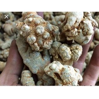 500gr Tam thất bắc (simacai lào cai )