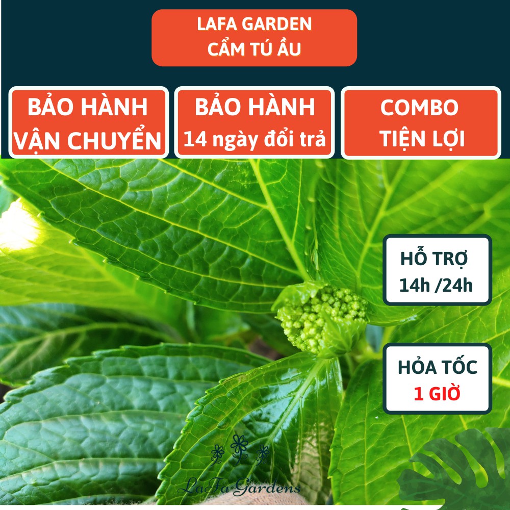 Cây cẩm tú cầu Nhật, kích thước ( 35-50cm) có bầu đất khỏe mạnh, giống chịu nhiệt ra hoa đẹp, sản xuất Lafa Garden