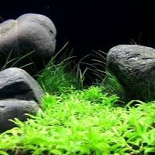 Đá lớn-đá to-Đá xanh-Đá Nâu( 1 viên nặng từ 400-550g)