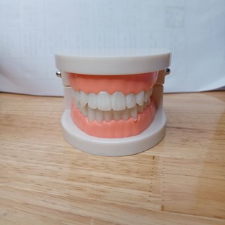 Mô hình hàm răng