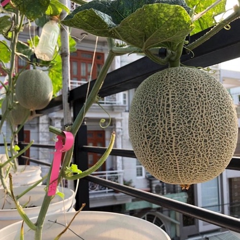 ⚡️HẠT GIỐNG DƯA LƯỚI DA XANH GREENMAN⚡️NĂNG XUẤT CAO GIỐNG F1