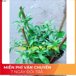 Bụi Ớt Sừng Trâu