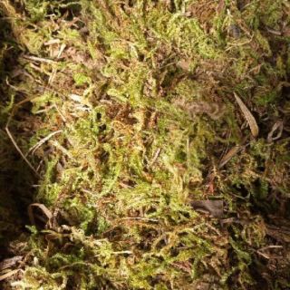 1kg rêu trồng lan loại tốt