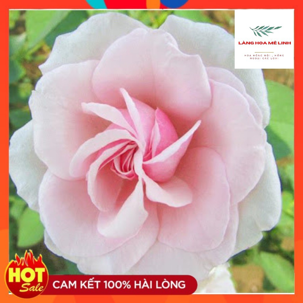 Hoa Hồng Cổ Vân Khôi [️ MÙI THƠM NHẸ DỊU️] giống hoa hồng bụi, cánh kép, màu phấn hồng, bông chùm, hương thơm dễ chịu,